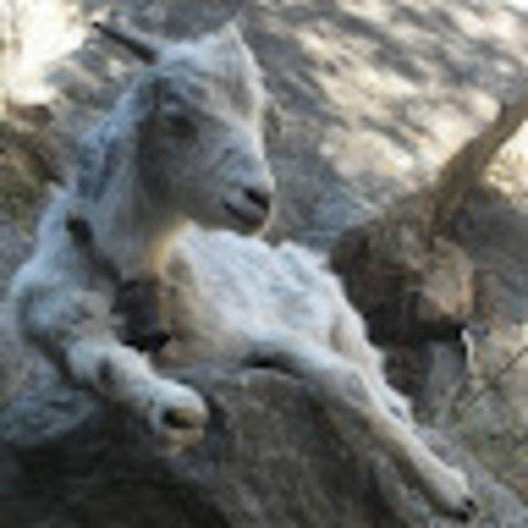 Meet your Posher, Enid - Picture 1 of 1